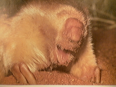Marsupial Mole