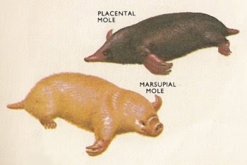 Mole Marsupial