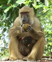 بابون میمون