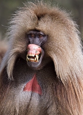 Monkey Baboon