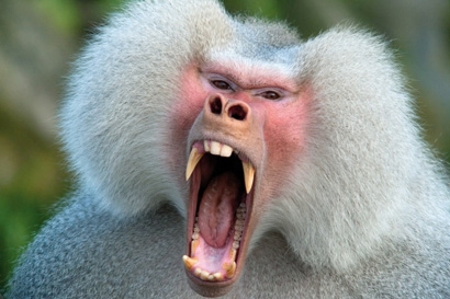 Мајмун бабун