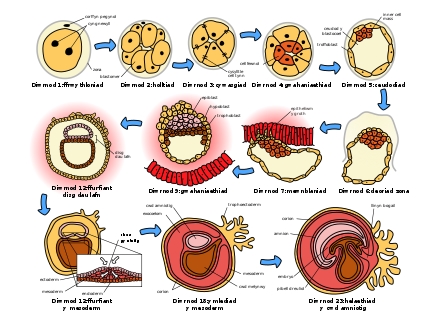 Anifeiliaid ffosil