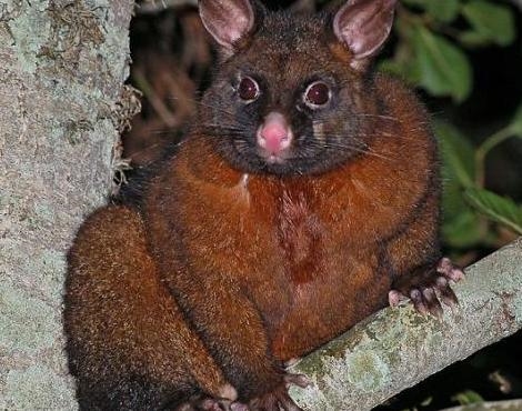 Heywanek Possum