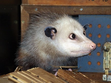 Annimal Possum