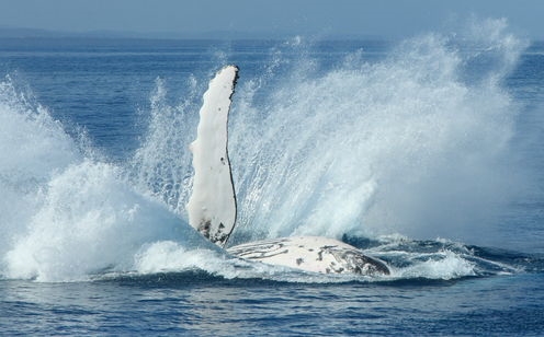 Zašto grbavi kitovi štite druge vrste od napada? (9 fotografija)