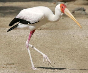 Stork nga yellow-billed - Stork nga yellow-billed