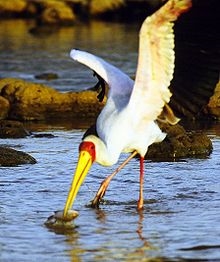 Yellow-billed Stork - Yellow-billed stork