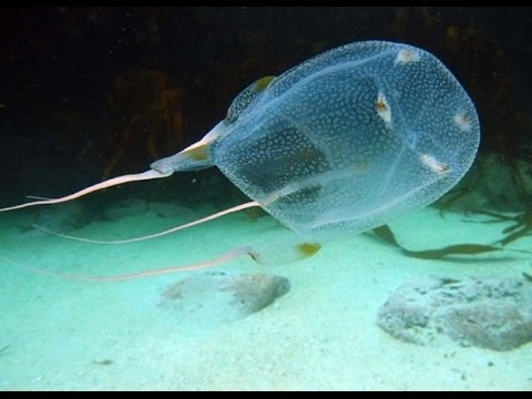 Jellyfish sing paling mbebayani ing saindenging jagad lan panggonane