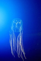 Најопасната медуза во светот и каде живеат