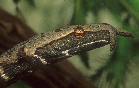 Áhugaverðir ormar - Tentacle Snake