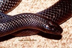 საინტერესო გველები - Tentacle Snake