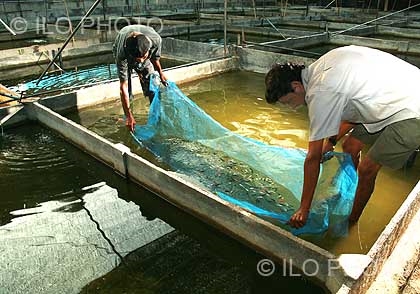 Ulimi wa nsomba wa Aquarium