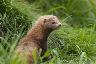 European mink