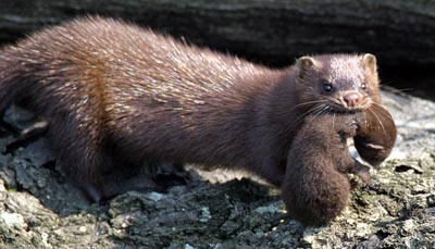 Evropa mink