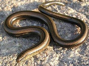 Ahịhịa agwaghị - ụdị ụdị reptile?