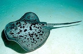 Marble Electric Stingray