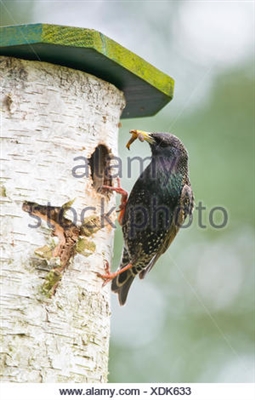 Starling: Birdhouses