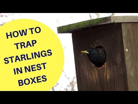 Starling: Mga Birdhouse