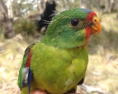 Papagallët më të trashë në botë shpëtuan speciet e tyre nga zhdukja
