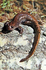 Salamanders: ymlusgiaid neu amffibiaid?