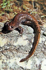 Salamandroj: reptilioj aŭ amfibioj?