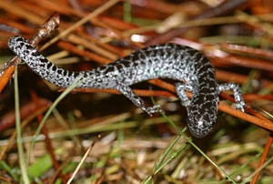 Salamanders. Սողուններ կամ երկկենցաղներ: