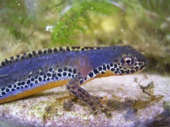 Salamandere: Reptilien oder Amphibien?