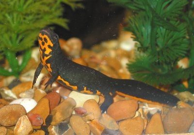Salamandri: rettili jew anfibji?