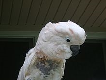 Parrot Corella