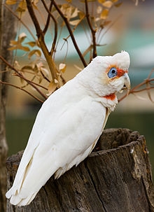 Loro Corella