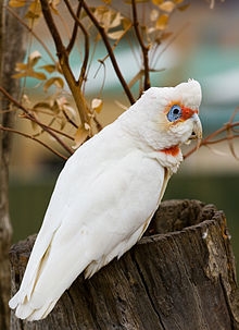 Corella Parrot