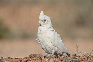 Corella Parrot