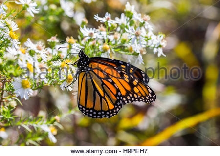 BUTTERFLY (Cannabina cannabina)