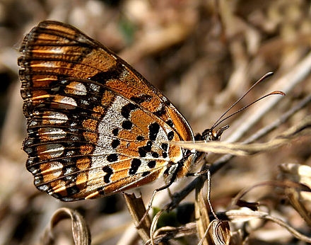 BUTterFLY (Cannabina cannabina)