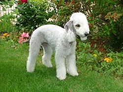 Terrier Bedlington