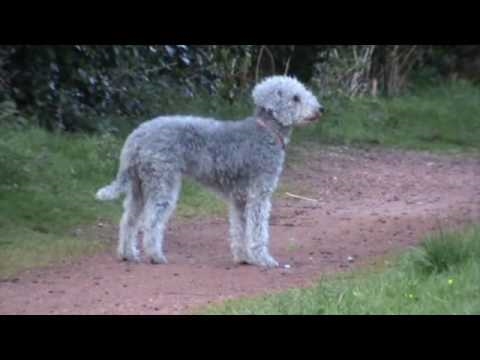 Bedlington Terrier