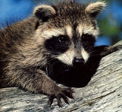 Kirov eskualdean, raccoon txakurrek amorrua aurkitu zuten