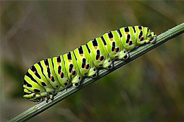 Kini caterpillar dabi, nibo ni on ngbe ati kini o jẹ?