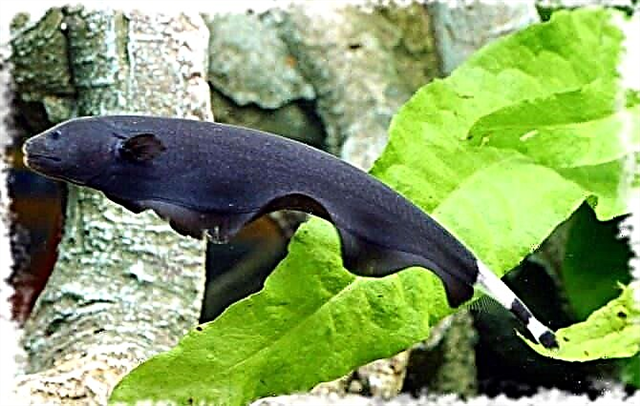 Predatory aquarium fish: TOP-5