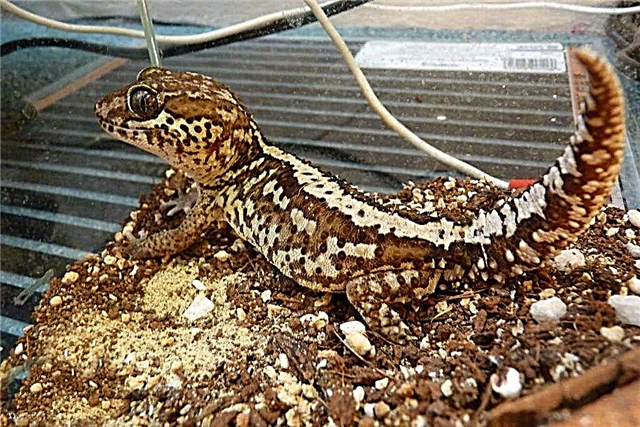 Earthen gecko ລູກບໍ່ມີພໍ່ Bastard Paroedura