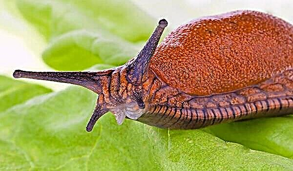 Slugs di kebon sareng di bumi: kumaha carana ngahapus aranjeunna kalayan hartosna rakyat, kimia sareng biologis?