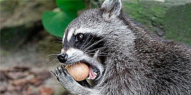 Raccoon-racoed: wêne, danasîna heywanê