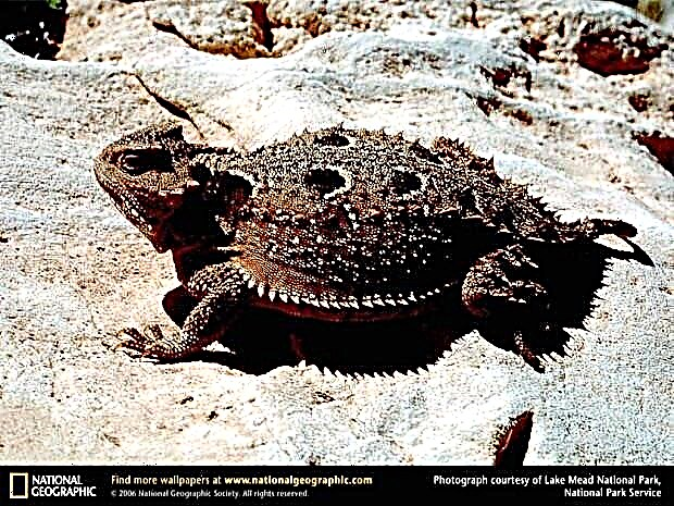 Toad kərtənkələ (Phrynosoma asio)