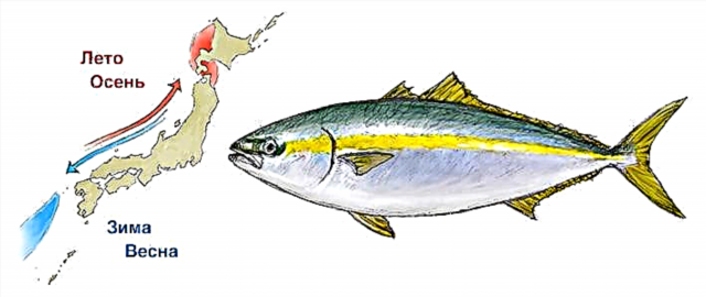 Риба Лацетра (жолта опашка)