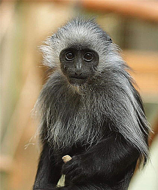 Royal colobus - primacy with whiskers ọcha
