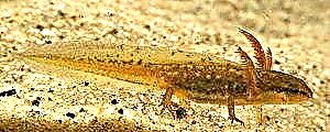 Masani newt