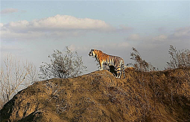 CBC: Amur Tiger gëtt a Russland restauréiert