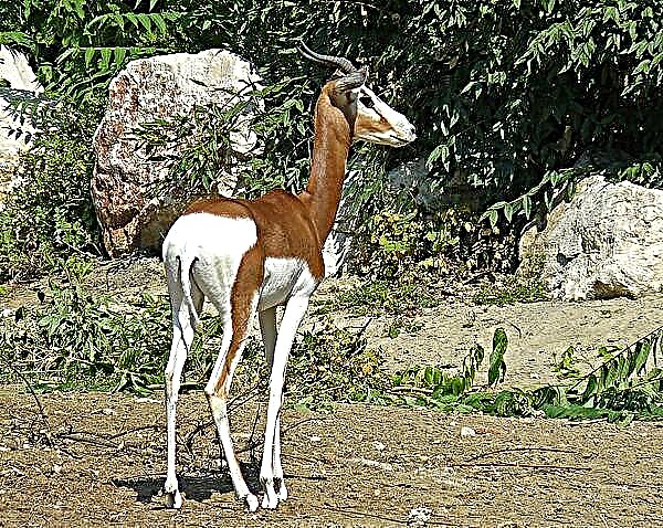 Gazelle - kararehe o nga tiriti me nga koraha