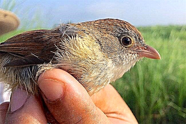 Os científicos descubriron os restos dunha antiga ave descoñecida en Myanmar