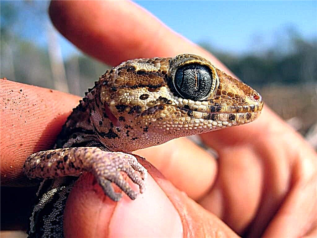 Gecko. Chaw nyob thiab gecko kev ua neej